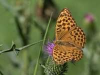 maudoc.com • Argynnis paphia •  IMG_1862.jpg   Argynnis paphia : Farfalla, Argynnis paphia