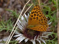 maudoc.com • Argynnis paphia •  IMG_1864.jpg   Argynnis paphia : Argynnis paphia, Farfalla