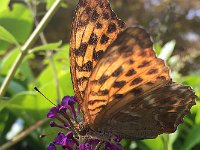 maudoc.com • Argynnis paphia •  IMG_3140.jpg   Argynnis paphia : Argynnis paphia