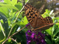 maudoc.com • Argynnis paphia •  IMG_3141.jpg   Argynnis paphia : Argynnis paphia