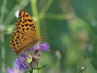 maudoc.com • Argynnis paphia •  IMG_4140.jpg   Argynnis paphia : Farfalla, Argynnis paphia