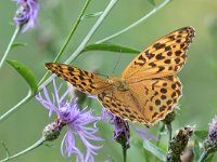 maudoc.com • Argynnis paphia •  IMG_4155.jpg   Argynnis paphia : Farfalla, Argynnis paphia