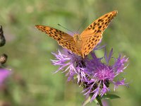 maudoc.com • Argynnis paphia •  IMG_4255.jpg   Argynnis paphia