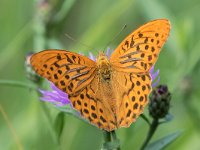 maudoc.com • Argynnis paphia •  IMG_4317.jpg   Argynnis paphia