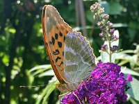 maudoc.com • Argynnis paphia •  IMG_4740.jpg   Argynnis paphia : Argynnis paphia, Farfalla