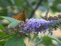 maudoc.com • Argynnis paphia •  IMG_5860.jpg   Argynnis paphia : Farfalla, Argynnis paphia