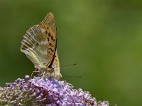 maudoc.com • Argynnis paphia •  IMG_5871.jpg   Argynnis paphia : Farfalla, Argynnis paphia