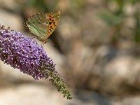 maudoc.com • Argynnis paphia •  IMG_5874.jpg   Argynnis paphia : Farfalla, Argynnis paphia