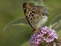 maudoc.com • Argynnis paphia •  IMG_5883.jpg   Argynnis paphia : Farfalla, Argynnis paphia