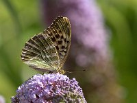 maudoc.com • Argynnis paphia •  IMG_5898.jpg   Argynnis paphia : Farfalla, Argynnis paphia