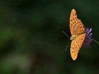 maudoc.com • Argynnis paphia •  IMG_6407.jpg   Argynnis paphia : Farfalla, Argynnis paphia