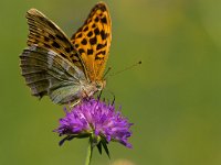 maudoc.com • Argynnis paphia •  IMG_6438.jpg   Argynnis paphia : Farfalla, Argynnis paphia