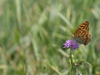 maudoc.com • Argynnis paphia •  IMG_6456.jpg   Argynnis paphia : Farfalla, Argynnis paphia