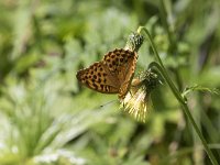 maudoc.com • Argynnis paphia •  IMG_7657.jpg   Argynnis paphia : Farfalla