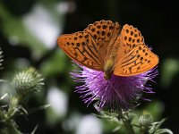 maudoc.com • Argynnis paphia •  IMG_7737.jpg   Argynnis paphia : Argynnis paphia