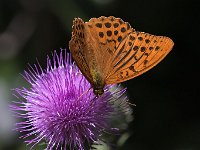 maudoc.com • Argynnis paphia •  IMG_7758.jpg   Argynnis paphia : Argynnis paphia