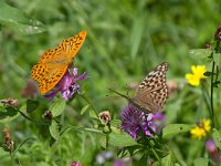 maudoc.com • Argynnis paphia •  IMG_8039.jpg   Argynnis paphia : Farfalla