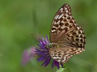 maudoc.com • Argynnis paphia •  IMG_8055.jpg   Argynnis paphia valesina : Farfalla