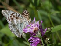 maudoc.com • Argynnis paphia •  IMG_8057.jpg   Argynnis paphia valesina : Farfalla