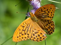 maudoc.com • Argynnis paphia •  IMG_8094.jpg   Argynnis paphia : Argynnis paphia, Farfalla