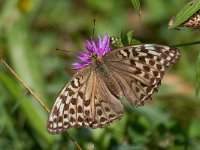 maudoc.com • Argynnis paphia •  IMG_8126.jpg   Argynnis paphia valesina : Farfalla