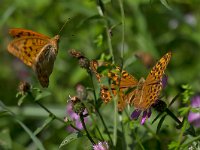 maudoc.com • Argynnis paphia •  IMG_8163.jpg   Argynnis paphia : Farfalla