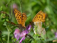 maudoc.com • Argynnis paphia •  IMG_8170.jpg   Argynnis paphia : Farfalla