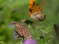 maudoc.com • Argynnis paphia •  IMG_8210.jpg   Argynnis paphia : Farfalla