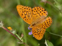 maudoc.com • Argynnis paphia •  IMG_8224.jpg   Argynnis paphia  male : Argynnis paphia, Farfalla