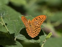 maudoc.com • Argynnis paphia •  IMG_8294.jpg   Argynnis paphia : Farfalla, Argynnis paphia