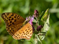 maudoc.com • Argynnis paphia •  IMG_8316.jpg   Argynnis paphia  female : Argynnis paphia, Farfalla