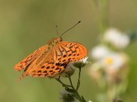 maudoc.com • Argynnis paphia •  IMG_8373.jpg   Argynnis paphia : Argynnis paphia, Farfalla