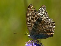 maudoc.com • Argynnis paphia •  IMG_8888.jpg   Argynnis paphia valesina : Farfalla, Argynnis paphia