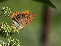 maudoc.com • Argynnis paphia •  IMG_8985.jpg   Argynnis paphia : Argynnis paphia