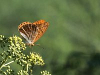 maudoc.com • Argynnis paphia •  IMG_8989.jpg   Argynnis paphia : Argynnis paphia