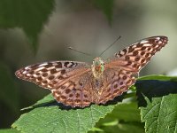 maudoc.com • Argynnis paphia •  IMG_9131.jpg   Argynnis paphia valesina : Argynnis paphia, Farfalla