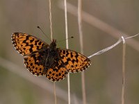 Boloria dia