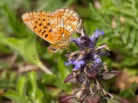 maudoc.com • Boloria euphrosyne •  Boloria_euphrosyne01.jpg   Boloria euphrosyne : Boloria euphrosyne, Farfalla