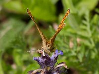 maudoc.com • Boloria euphrosyne •  Boloria_euphrosyne02.jpg   Boloria euphrosyne : Boloria euphrosyne, Farfalla