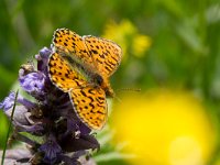 maudoc.com • Boloria euphrosyne •  Boloria_euphrosyne03.jpg   Boloria euphrosyne : Boloria euphrosyne, Farfalla