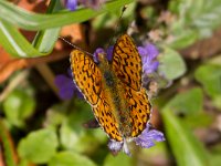 maudoc.com • Boloria euphrosyne •  Boloria_euphrosyne04.jpg   Boloria euphrosyne : Boloria euphrosyne, Farfalla