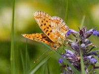 maudoc.com • Boloria euphrosyne •  Boloria_euphrosyne05.jpg   Boloria euphrosyne : Boloria euphrosyne, Farfalla