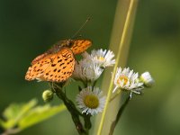 maudoc.com • Boloria euphrosyne •  IMG_8343.jpg   Boloria euphrosyne : Farfalla