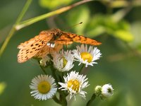 maudoc.com • Boloria euphrosyne •  IMG_8346.jpg   Boloria euphrosyne : Farfalla