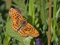 Boloria euphrosyne