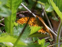 maudoc.com • Boloria euphrosyne •  IMG_8431.jpg   Boloria euphrosyne : Farfalla