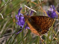 maudoc.com • Boloria napaea •  IMG_6102.jpg   Boloria napaea : Farfalla, Boloria pales