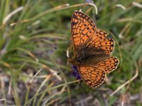 maudoc.com • Boloria napaea •  IMG_6204b.jpg   Boloria napaea : Farfalla, Boloria pales