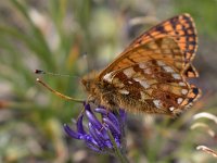 Boloria napaea