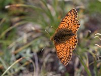 maudoc.com • Boloria napaea •  IMG_6208.jpg   Boloria napaea : Farfalla, Boloria pales